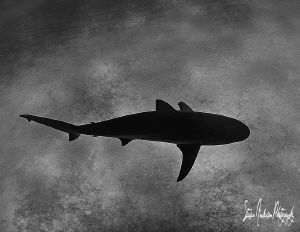 Looking down during a safety stop I found a loner who was... by Steven Anderson 